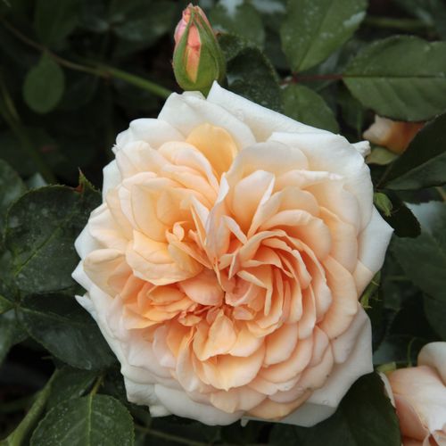 Broskvově růžová - Stromkové růže s květy anglických růží - stromková růže s keřovitým tvarem koruny